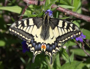 Swallowtail on Blue Gromwell