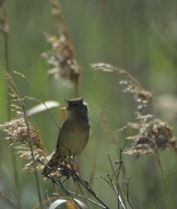 Grasshopper Warbler