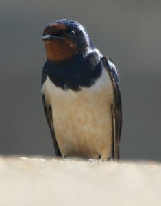 Swallow