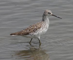 Marsh Sandpiper