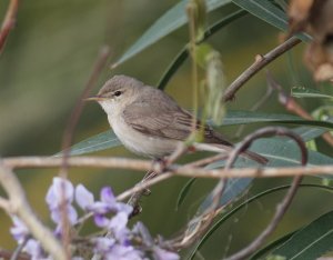 Olivaceous Warbler