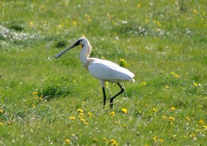 Spoonbill on the North Sea coast, Germany