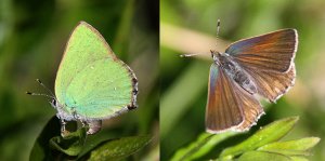 Green Hairstreak - both views