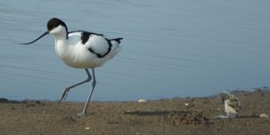 Avocet and chick