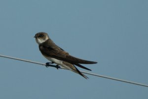 Sand Martin