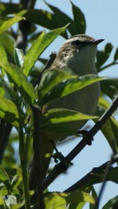 Sedge Warbler