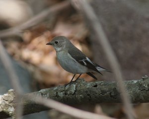 Collared Flycatcher