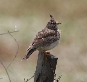 Crested Lark