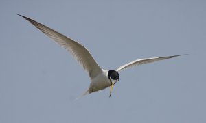 Little Tern