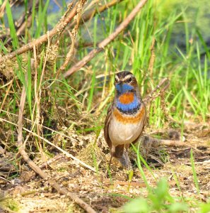 Spring Gem; Bluethroat