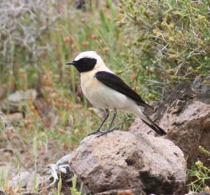 Black-eared Wheatear