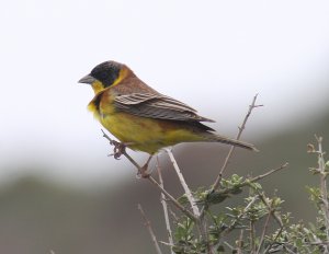 Black-headed Bunting