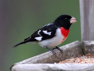 Rose-breasted Grosbeak