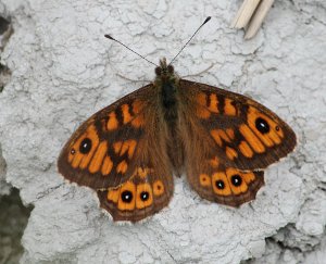 Wall Butterfly aka Wall Brown - Male