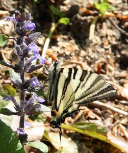 Scarce Swallowtail