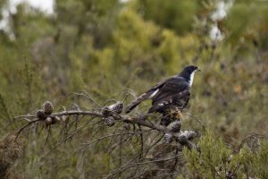 Black Sparrowhawk