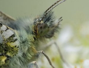 Orange-Tip Butterfly Male - Close Up