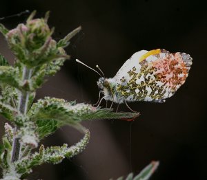 Orange-Tip Butterfly - Male on Nettle