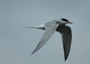 Common Tern