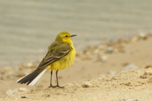 Yellow Wagtail