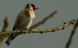 Goldfinch