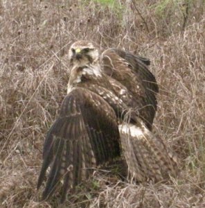 Broad-winged Hawk