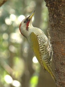 Japanese Green Woodpecker