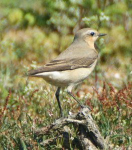 Northern Wheatear