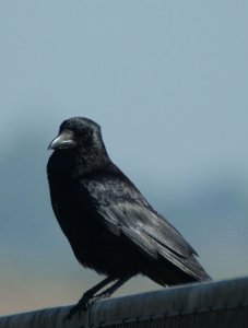 Carrion Crow