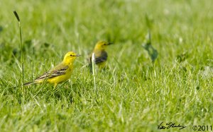 Pair of Yellow wagtails