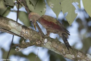 Crimson-winged Woodpecker