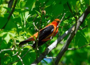 Scarlet_Tanager