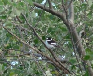 Collared Flycatcher