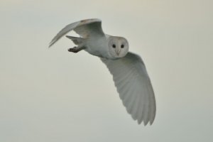 Barn Owl