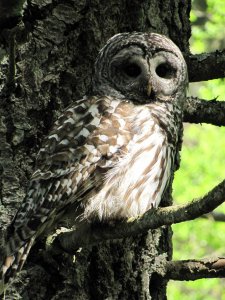 Barred Owl