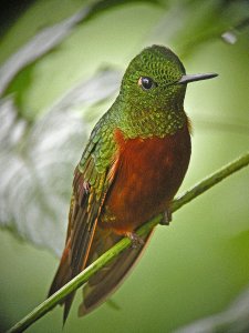 Chestnut-breasted Coronet