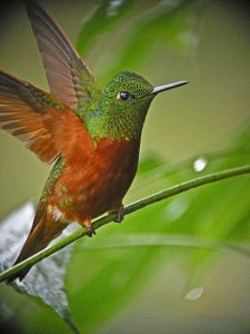 Chestnut-breasted Coronet