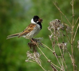 Reed Bunting