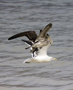 Cape Gulls