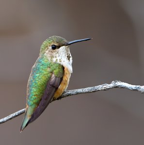 Rufous Hummingbird- female