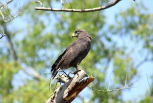 western banded snake eagle