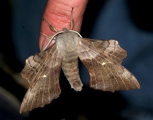 Poplar Hawk-Moth