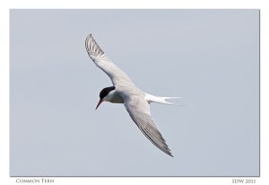 Common Tern