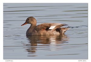 Gadwall