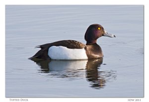 Male Tufted