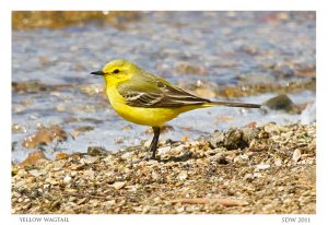 Yellow Wagtail