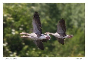 Greylag Geese