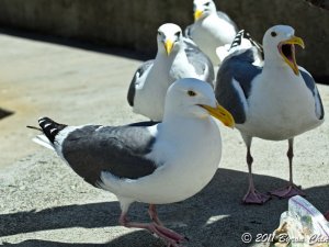 My lunchtime companions