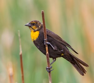 Yellow-headed Blackbird - female