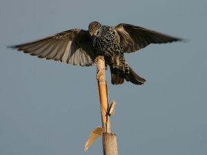 Starling